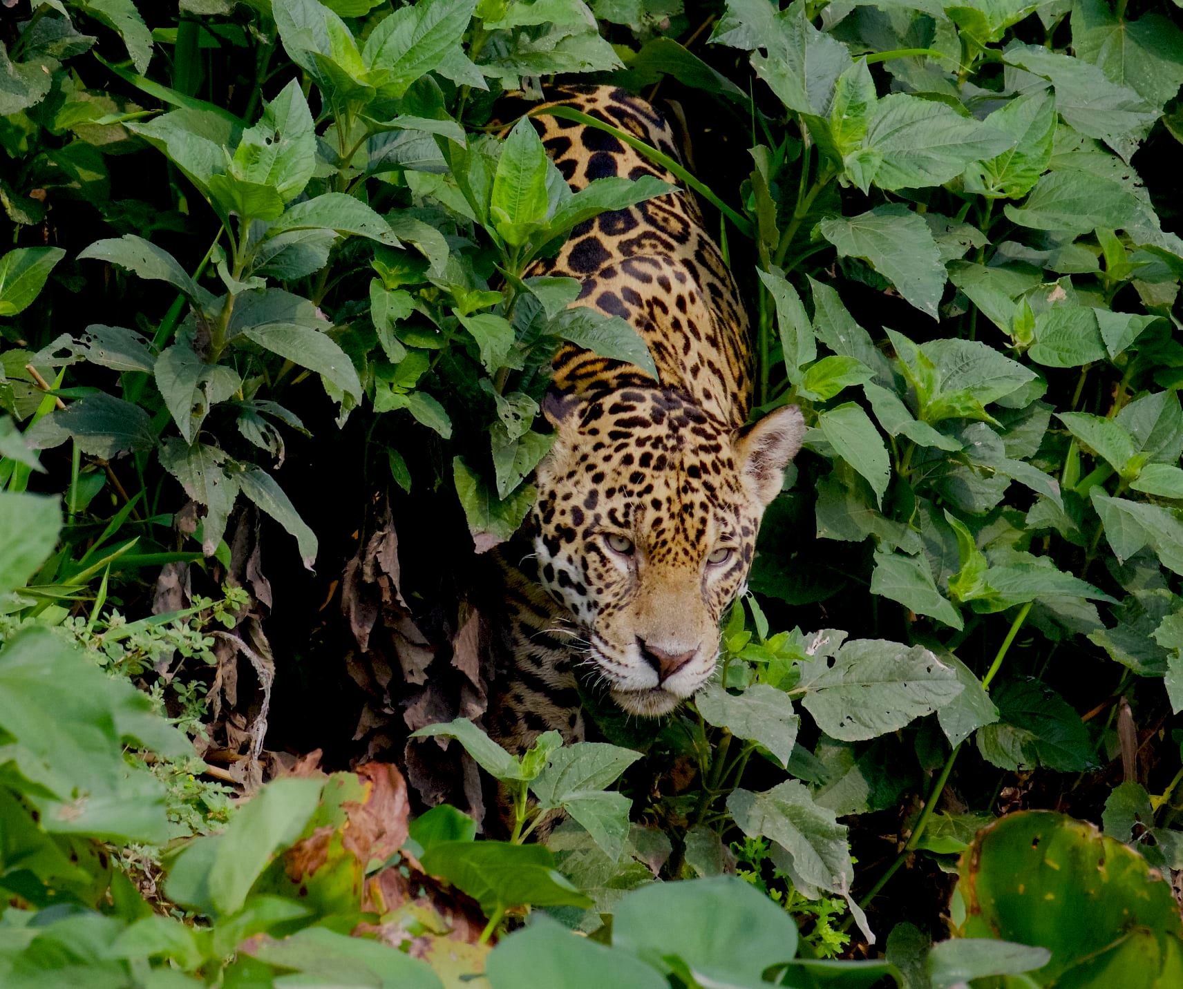 Brazil hosts the largest continuous jaguar habitat today, with an estimated population of more than 10,000 individuals
