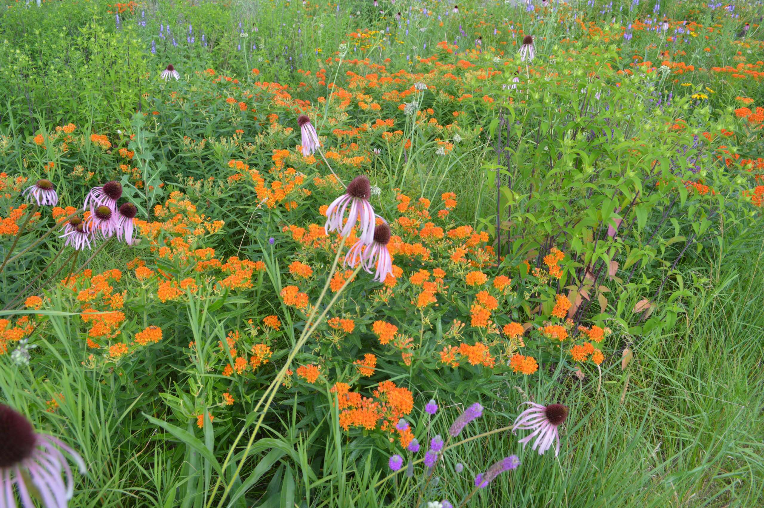 The Lawns to Legumes program aims to protect the federally endangered state bee, the Rusty Patched Bumblebee, and other at-risk pollinators. Even relatively small plantings of native flowering plants can help pollinators by building and connecting important habitat corridors.