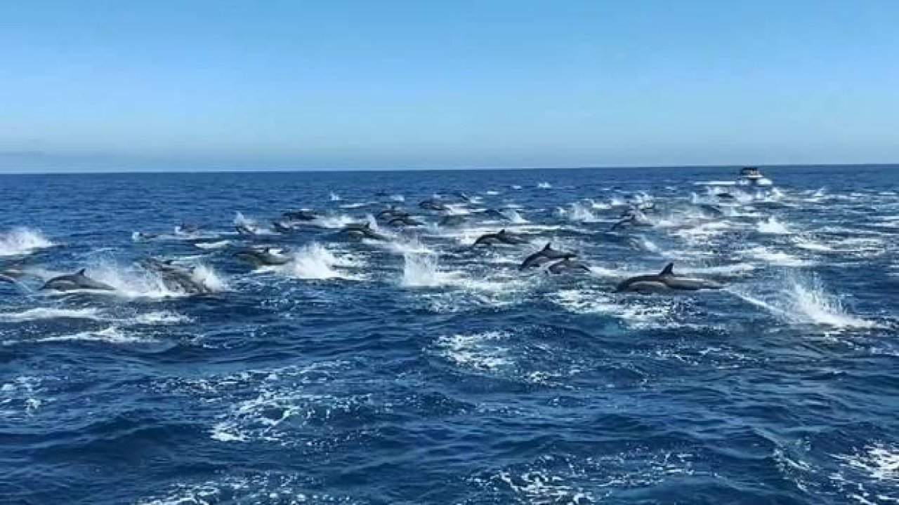 Dolphin stampede caught on camera on while whale-watching in California