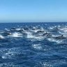 Dolphin stampede caught on camera on while whale-watching in California