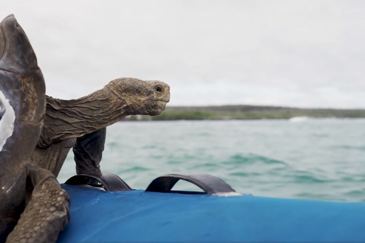 The famous giant tortoise Diego, that was originally transferred from the San Diego Zoo, has also returned to his island of origin almost 80 years after he was removed.