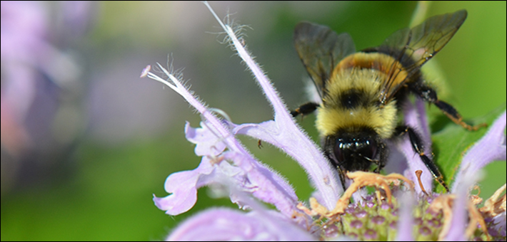 The U.S. Fish and Wildlife Service listed the rusty patched bumble bee as endangered under the Endangered Species Act. Endangered species are animals and plants that are in danger of becoming extinct. Identifying, protecting and recovering endangered species is a primary objective of the U.S. Fish and Wildlife Service’s endangered species program.