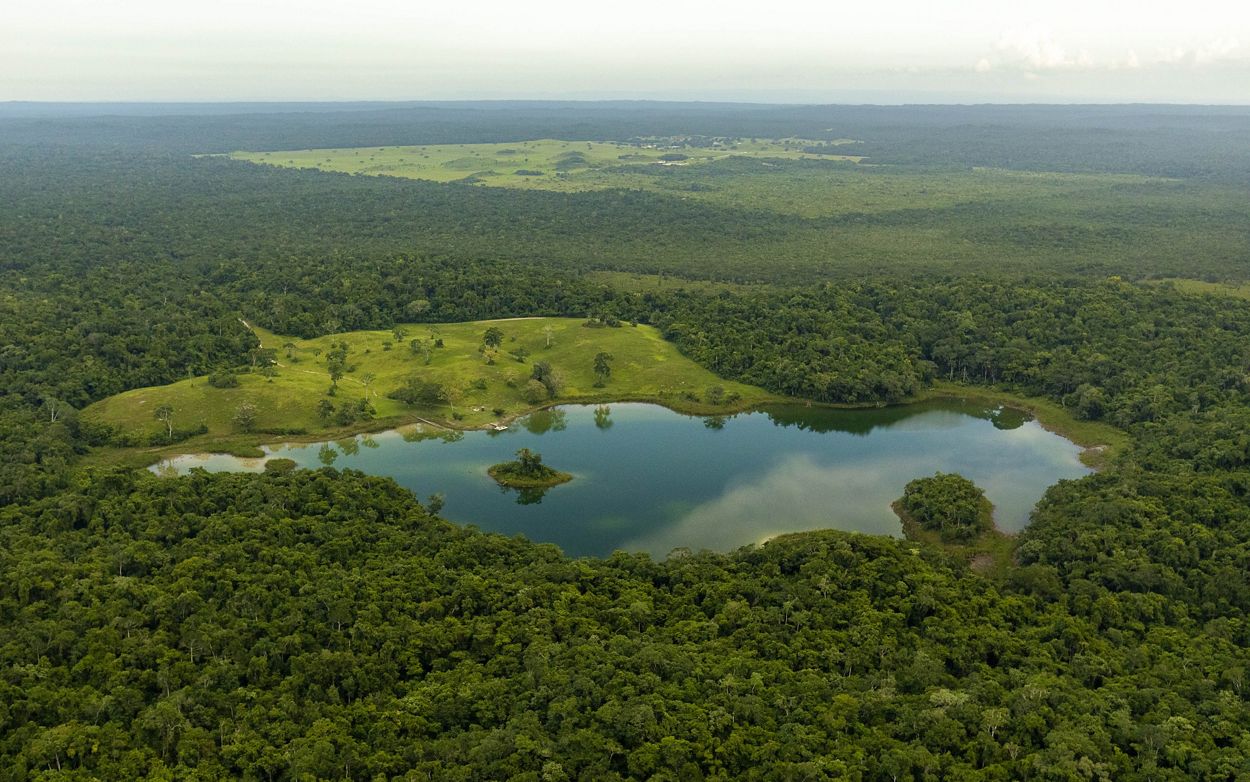 Many privately owned forests were at risk of being destroyed. When Chan Chich Lodge, in the heart of the Belize Maya Forest, was up for sale, conservation groups came up with a plan to purchase the property and ensure that it could be properly managed long into the future.