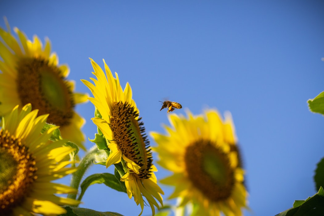 A new state fund aims to convert lawns to bee-friendly habitat.