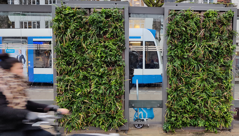 The newly designed stops have their own irrigation system that works on rainwater. There is a pump cellar in the ground where rainwater is collected and stored. The latter is then used to fully automatically water the plants in the wall. This makes it the first rainproof shelter in the Netherlands, we read on Amsterdam.nl.