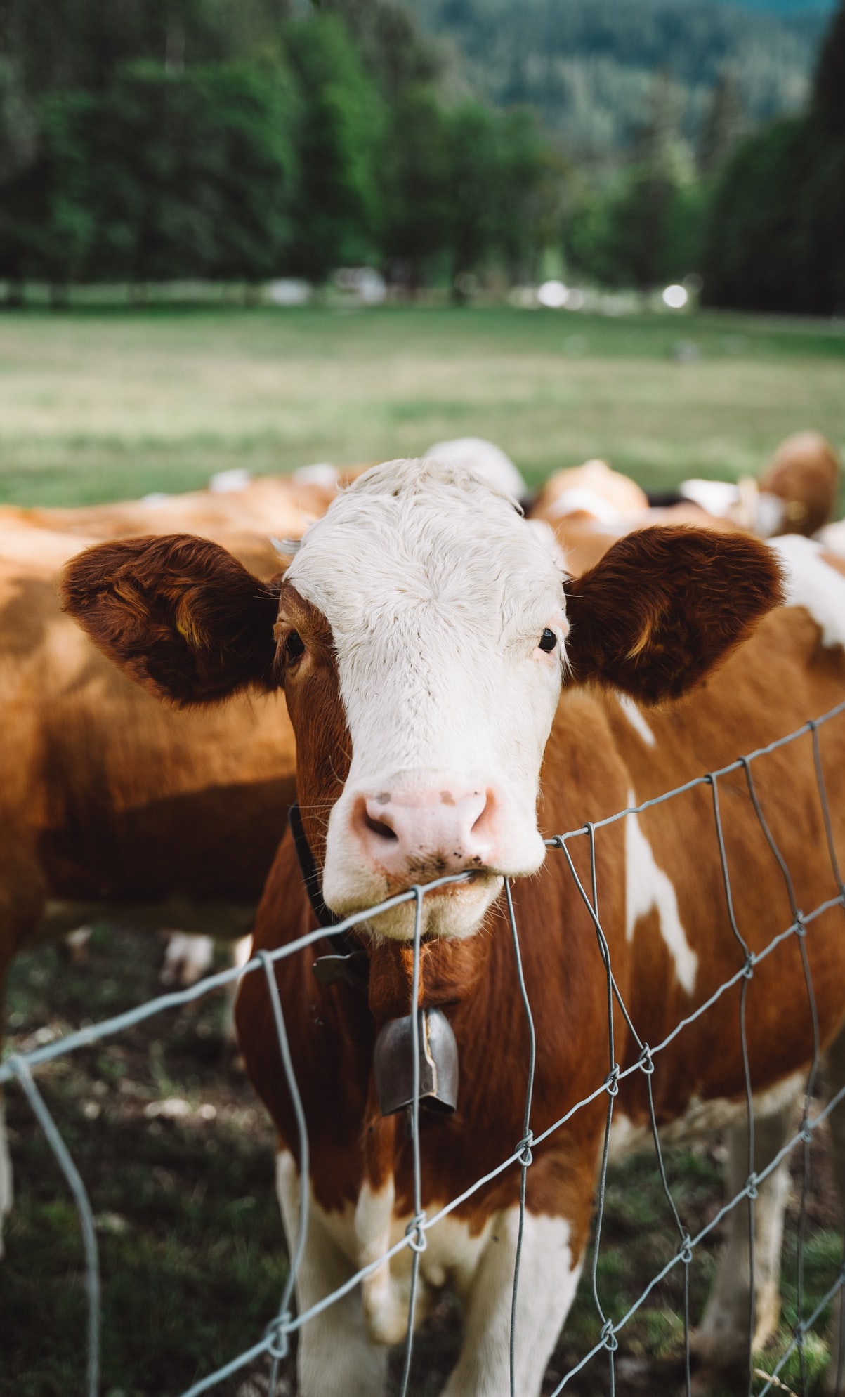 Of the 70 billion animals farmed annually around the world, approximately 50 billion of them are factory farmed. Clean meat has the potential to end the suffering of billions of farm animals every year.