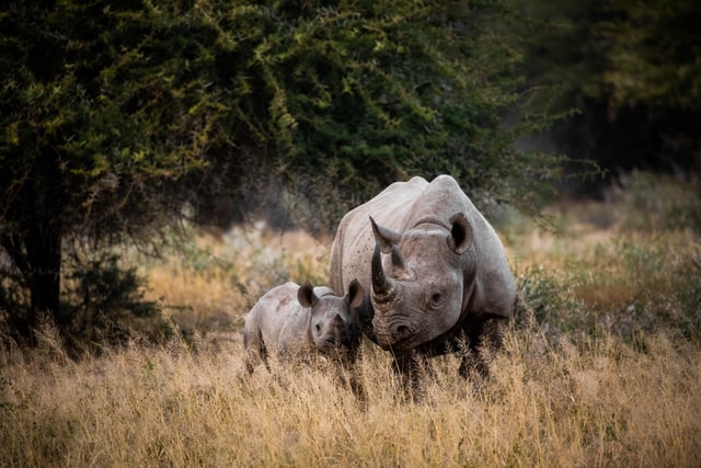 This is 33% less than the 594 killed in 2019, and marks the sixth year that rhino poaching has continued to decrease in South Africa.
