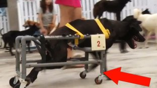 Animal lover in Taiwan is using plastic water pipes to build wheelchairs for disabled dogs