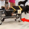 Animal lover in Taiwan is using plastic water pipes to build wheelchairs for disabled dogs