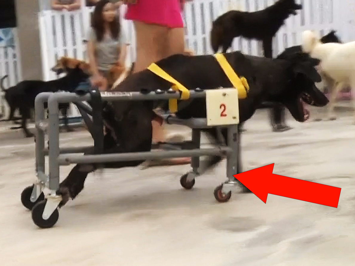 Animal lover in Taiwan is using plastic water pipes to build