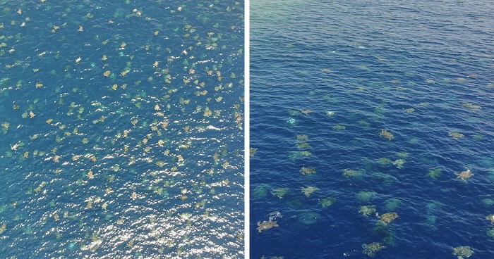World’s biggest sea turtle aggregation ever caught on camera - BrightVibes