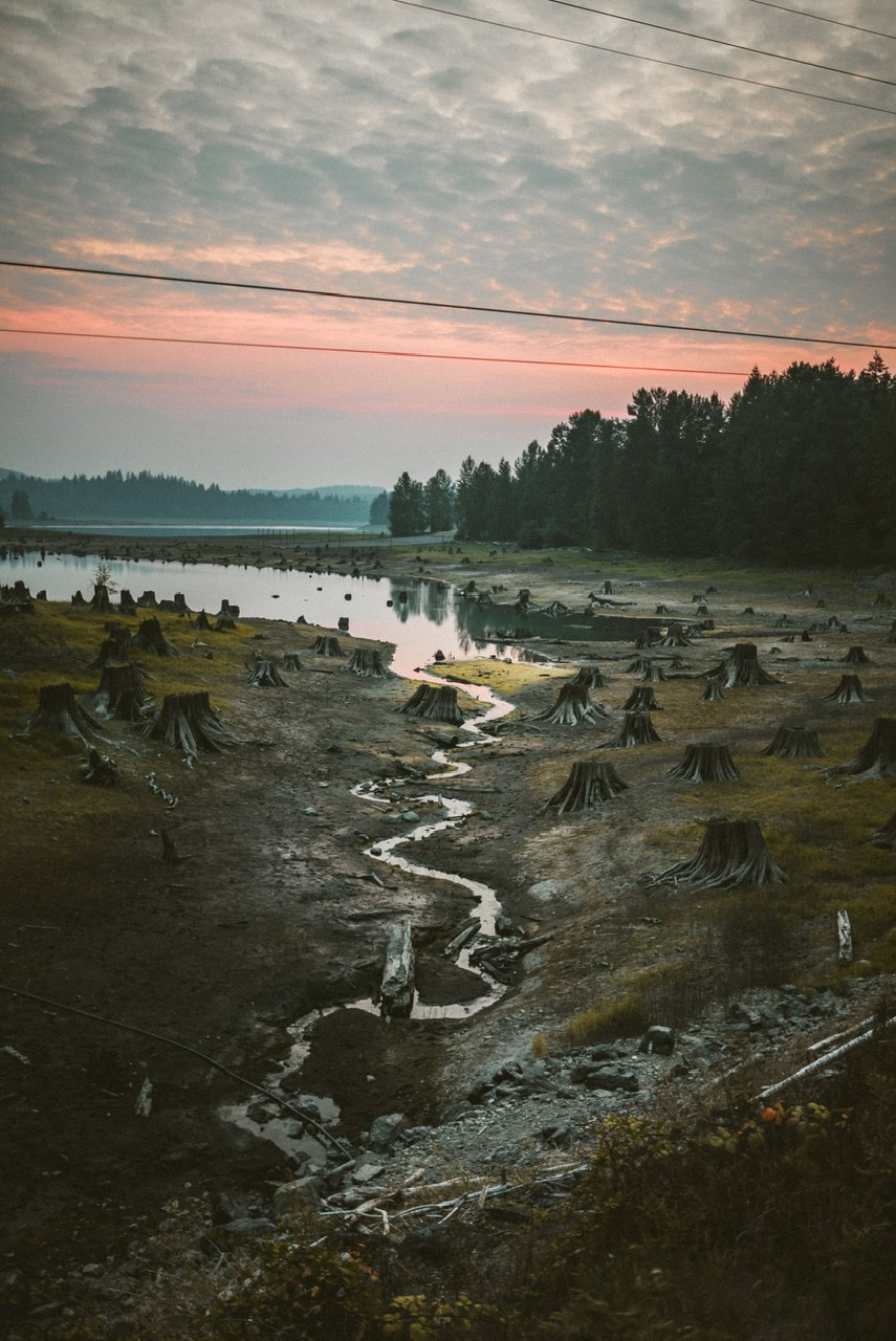 The world lost 258,000 sq km (99,600 sq miles) of forest in 2020, according to WRI's deforestation tracking initiative Global Forest Watch. That is an area larger than the United Kingdom.