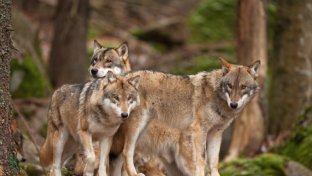 España prohibirá la caza de lobos en todo el país antes de fines de septiembre 2021
