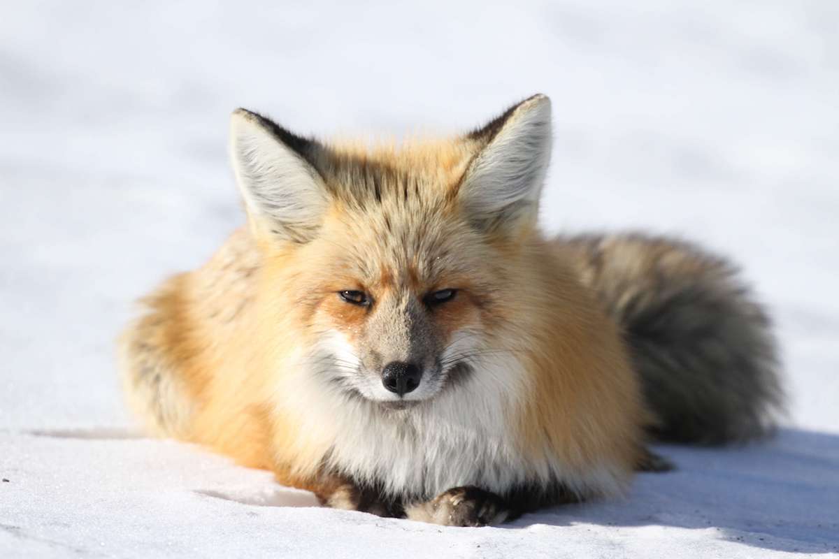 The Norwegian Animal Rights Organization (NOAH), who have long fought for the rights of animals, announced today that Norway will unroll a total ban on fur farming.