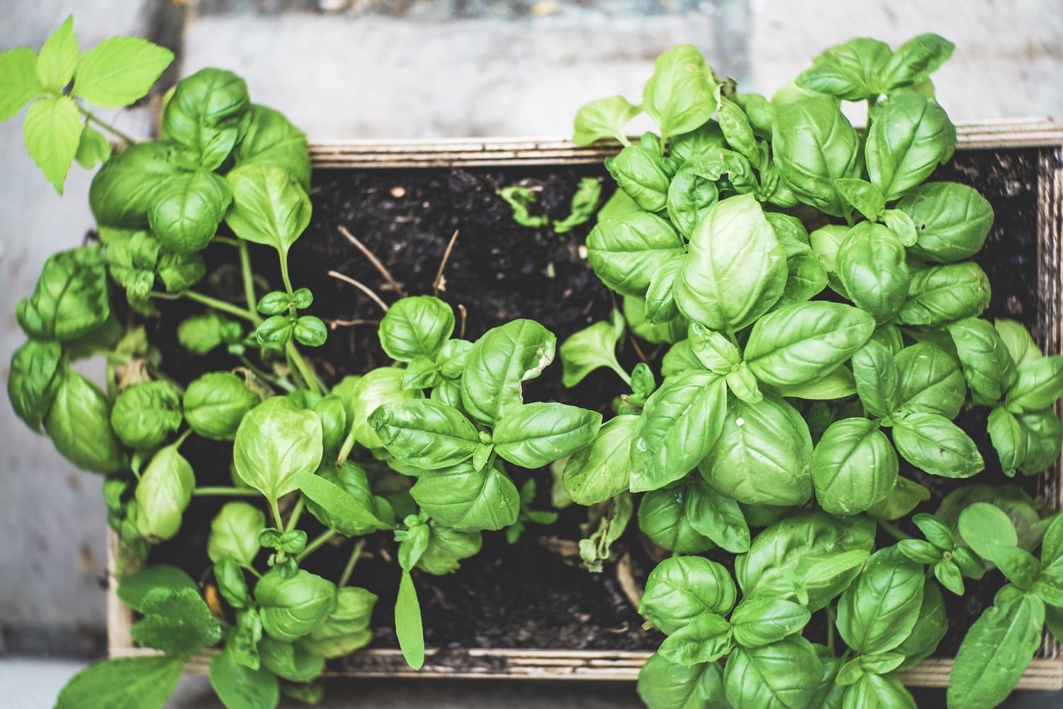 Repel mosquitoes and houseflies with this wonderful herb. Maybe even put some plants by your backdoor to discourage them from getting inside, and have easy access to basil when you want to cook with it.