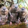 England’s beavers are back, and they mean business!