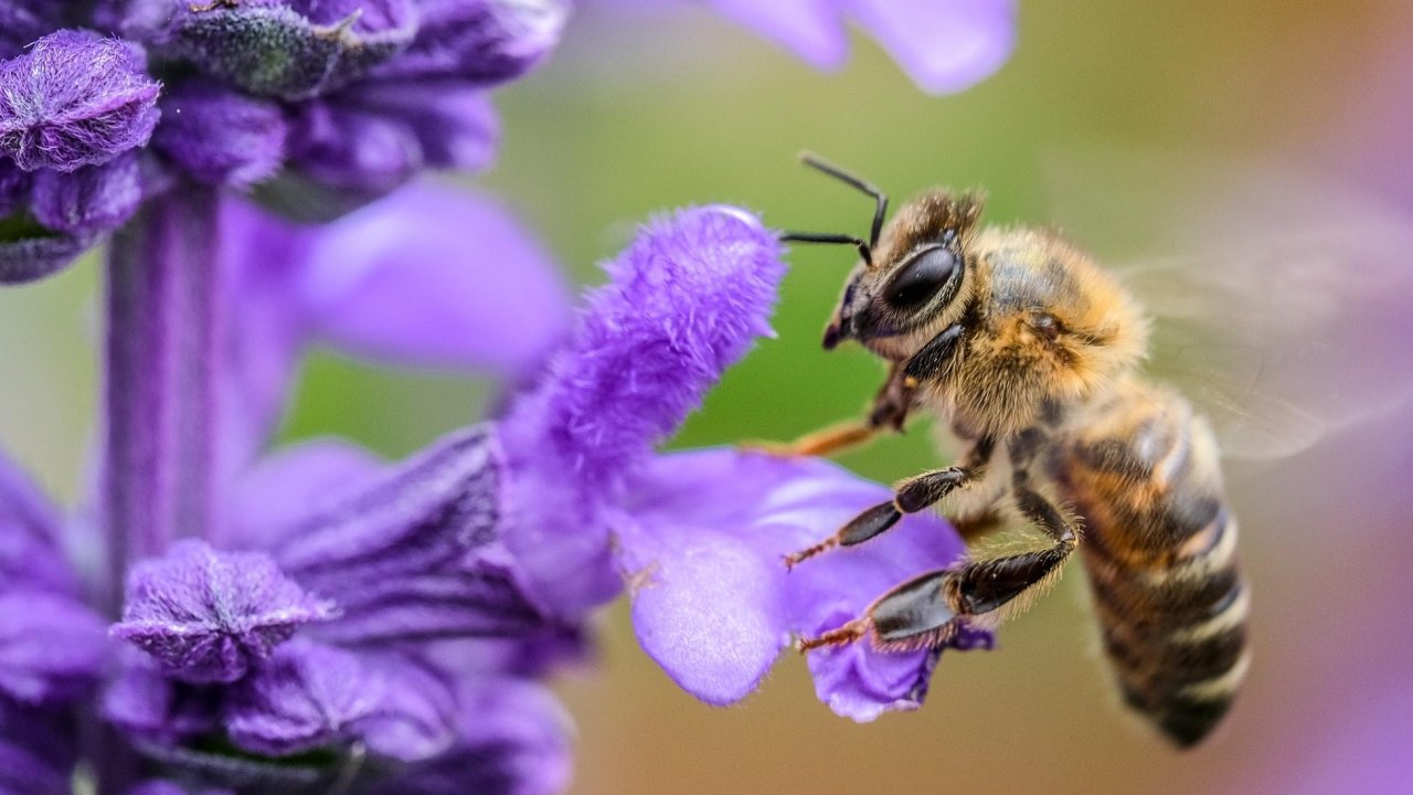 New Study Finds Honeybee Venom Kills Aggressive Breast Cancer Cells
