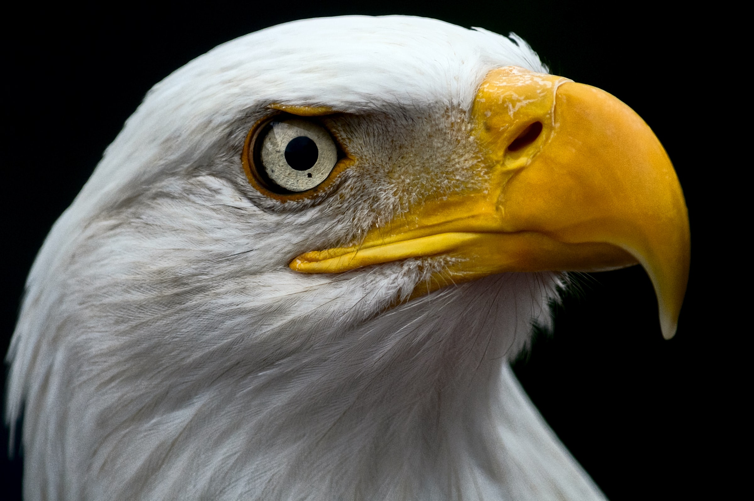 The government sponsored a bounty of 50 cents a bird, and later a dollar, leading to more than 120,000 confirmed killings. By the mid-20th century, all but a few hundred bald eagles were presumed dead, killed off largely by widespread use of the synthetic insecticide DDT. The bald eagle population reached its lowest point of 417 known nesting pairs in 1963, researchers said.