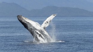 From zero to 500 in 25 years: breeding humpbacks return to Seattle coast in unprecedented numbers