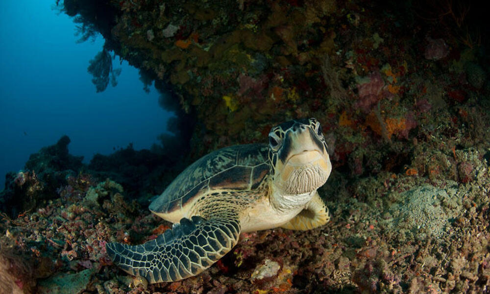 Los pastos marinos que consumen las tortugas verdes se digieren rápidamente y se convierten en nutrientes reciclados para las numerosas especies de plantas y animales que viven en el ecosistema de pastos marinos. Las praderas marinas también funcionan como criaderos de varias especies de invertebrados y peces, muchos de los cuales tienen un valor considerable para la pesca comercial y, por tanto, son importantes para la seguridad alimentaria de los seres humanos. © Jürgen Freund / WWF-Canon
