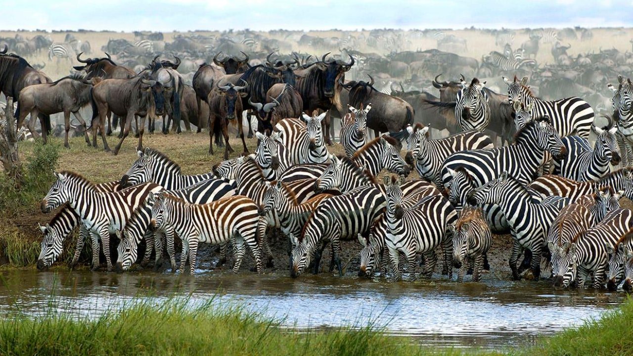 Wanderlust: 9 epic wildlife migrations that will leave you speechless -  BrightVibes