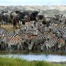 Wanderlust: 9 epic wildlife migrations that will leave you speechless