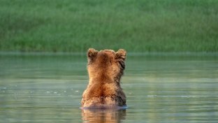 Court upholds protections for Yellowstone grizzly bears, saving them from sport hunters