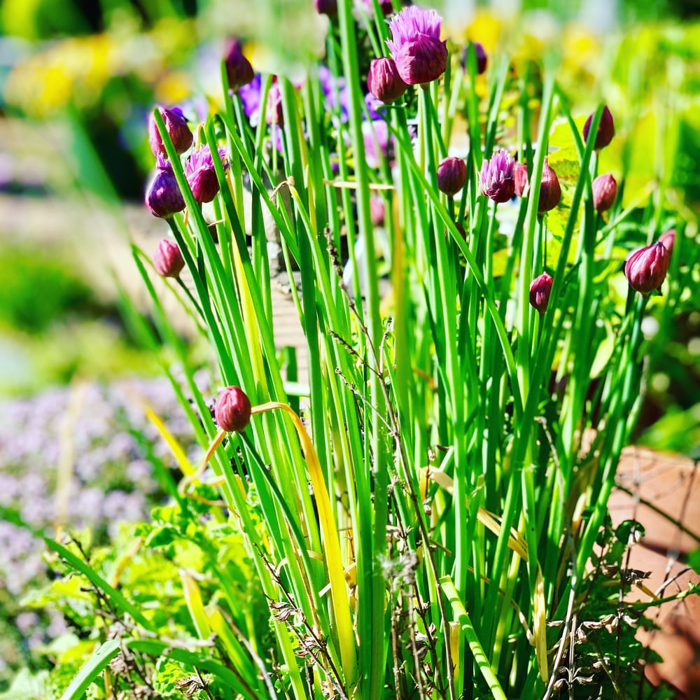 Japanese beetles and carrot rust flies won’t want to stick around your property if you have chives growing.