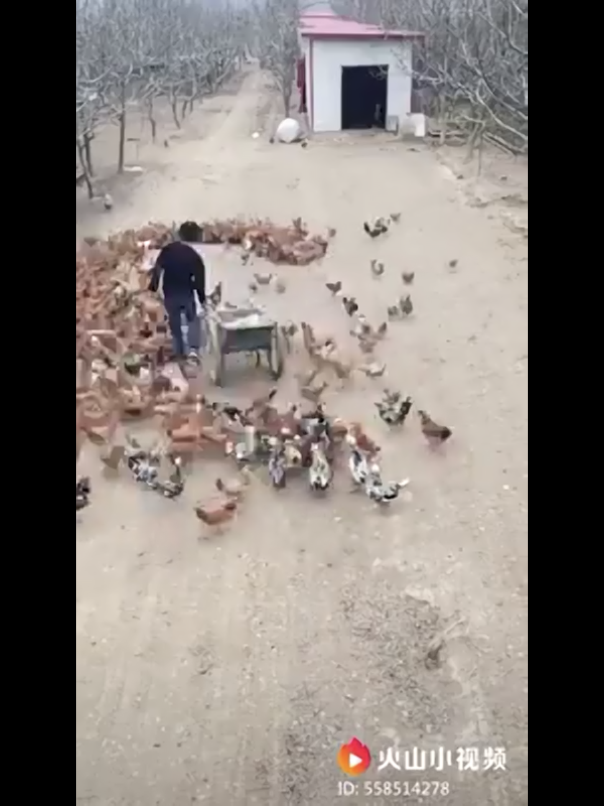 Then the 2000 chickens following him can be seen gathering around the food, forming a heart shape.