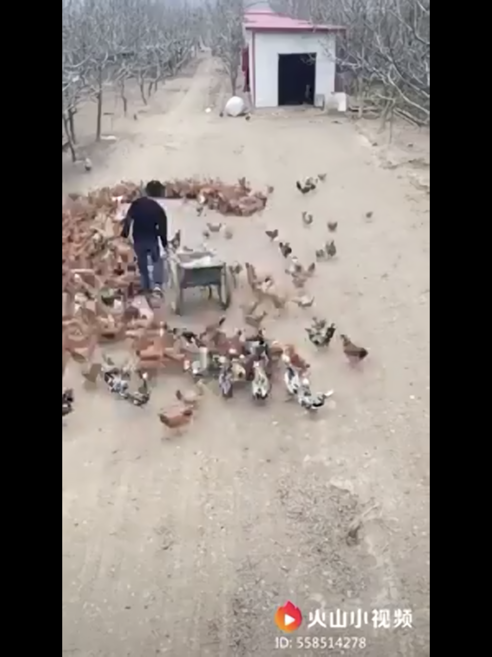 Then the 2000 chickens following him can be seen gathering around the food, forming a heart shape.