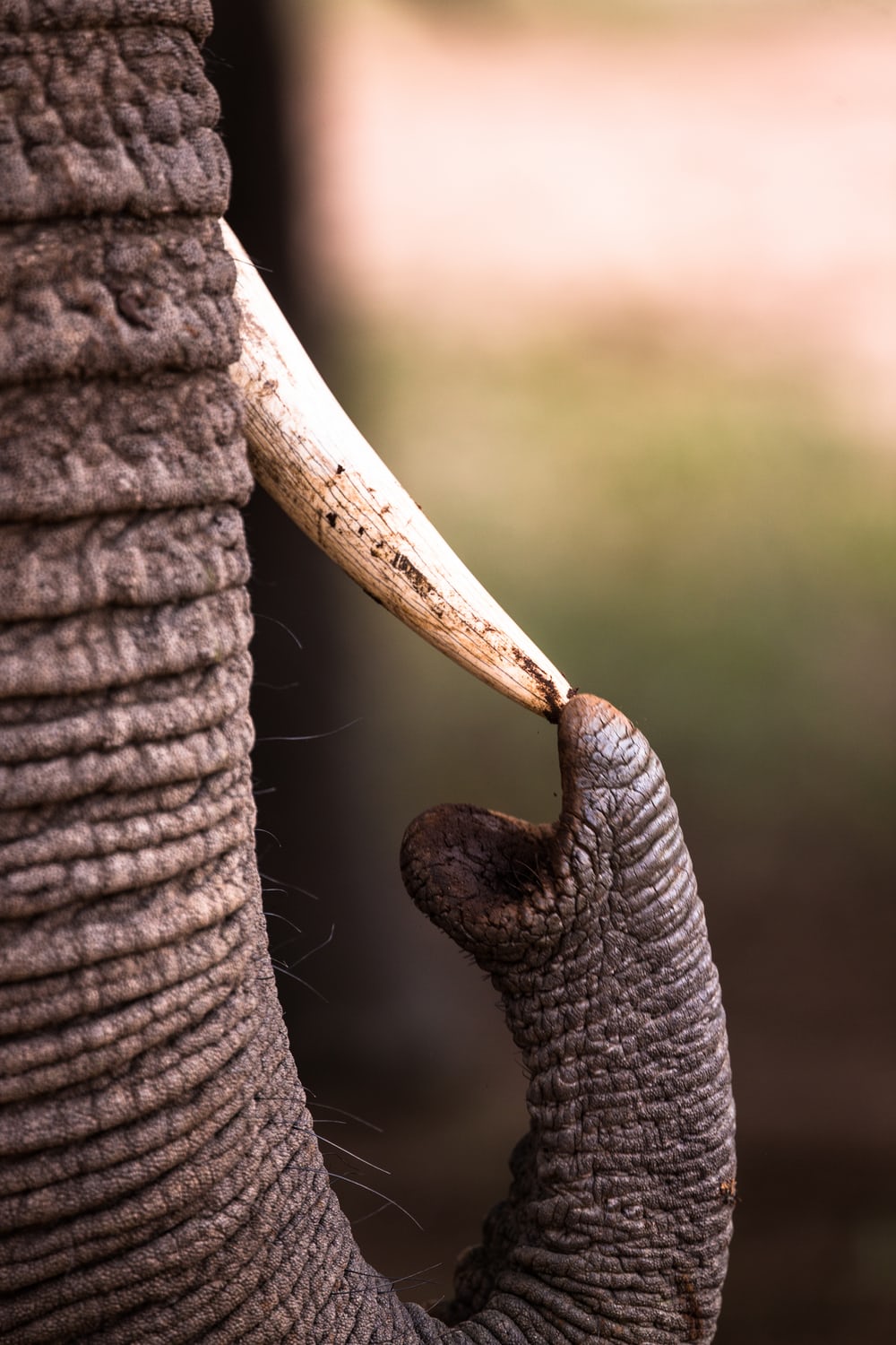 Demand for ivory from Asian countries such as China and Vietnam has led to a surge in poaching across Africa. An estimated 100 African elephants are killed each day by poachers, leaving only 400,000 remaining, according to estimates by environmentalists.