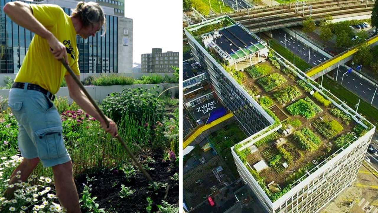 Europe&#8217;s first rooftop farm in Rotterdam shows the sky&#8217;s the limit